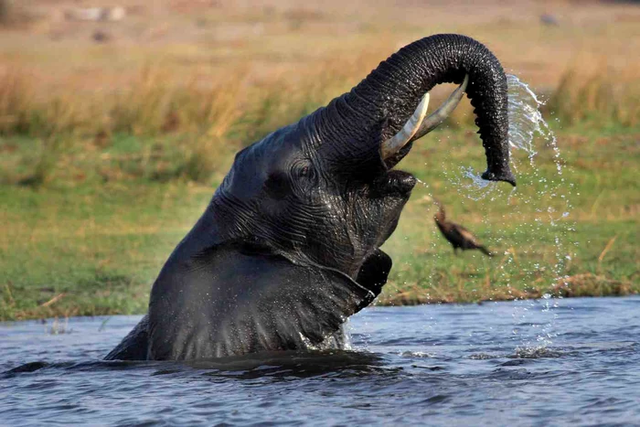 Elefantul savurează momentele de răcoare după o zi toridă în savană