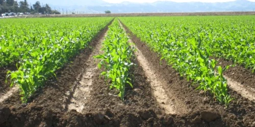 De la 1 martie, agricultorii mehedinţeni trebuie să-şi actualize cererile