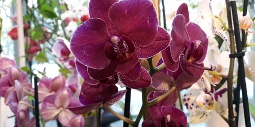 orhidee