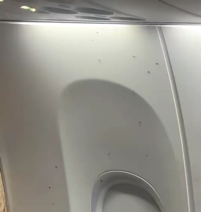 Invazie de țânțari într-un avion de linie. FOTO: Captură Video 