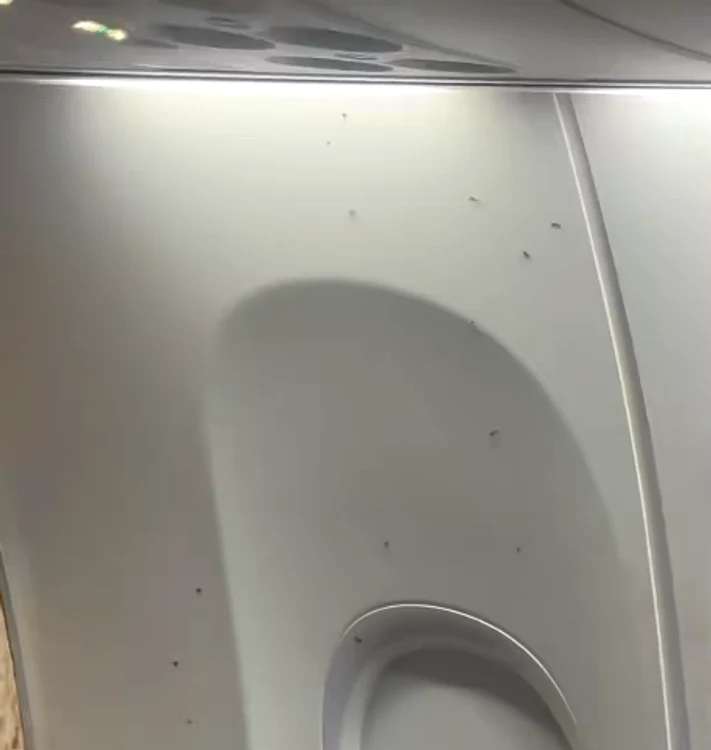 Invazie de țânțari într-un avion de linie. FOTO: Captură Video 
