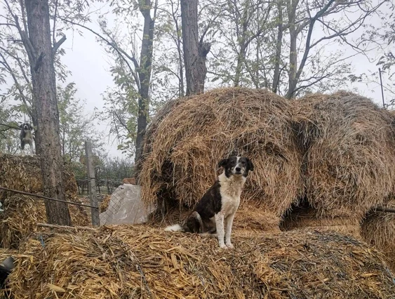 În cătun trăiesc 30 de câni FOTO: Help Lăbuș