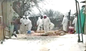 6 act 1 4col porci captura jpeg