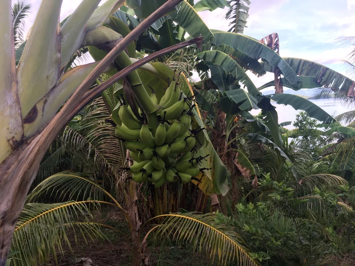 Bananele, una din puținele surse de hrană pentru concurenții din ”Supraviețuitorul”