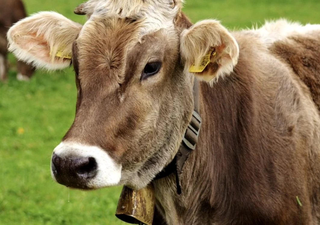 vaca