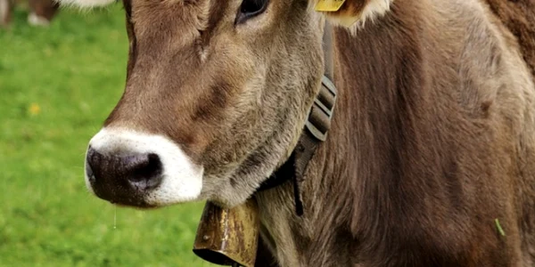 vaca