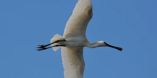 Lopătar în Delta Dunării