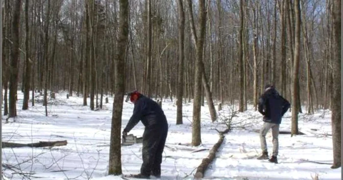 Hoţul de păduri şi-a primit pedeapsa