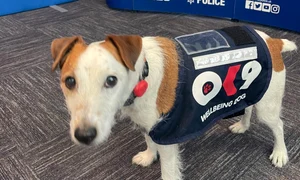 foto catel front 1 jpg