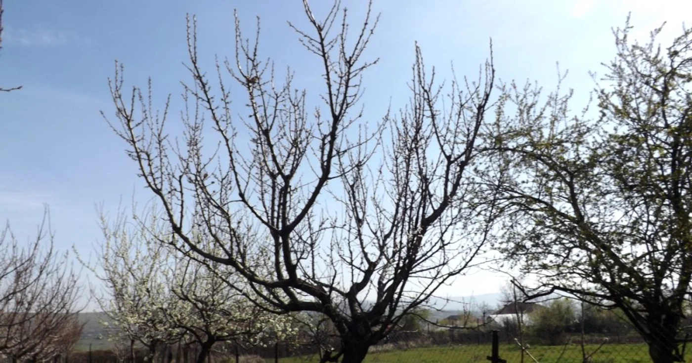 caişi distruşi in mehedinti FOTO Corina Macavei