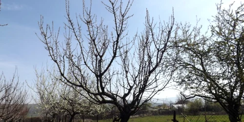 caişi distruşi in mehedinti FOTO Corina Macavei