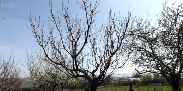 caişi distruşi in mehedinti FOTO Corina Macavei