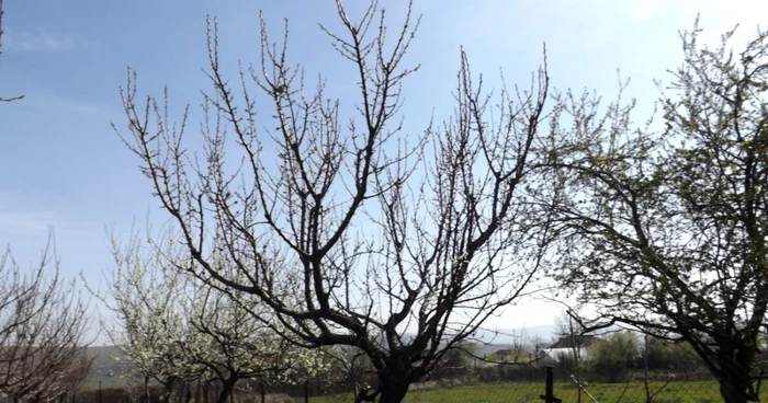 caişi distruşi in mehedinti FOTO Corina Macavei