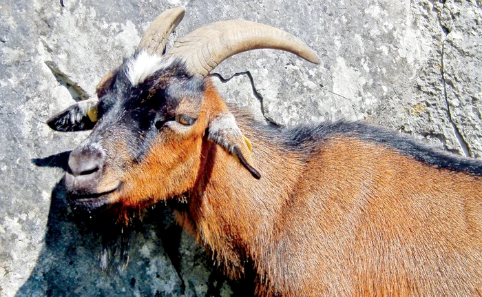 Foto: Facebook / Mihai Kelemen