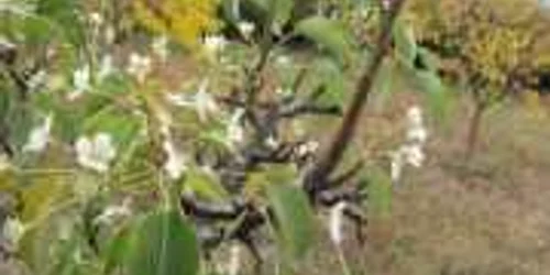 Pomii care au reînflorit la Livezile sunt luaţi din Serbia 