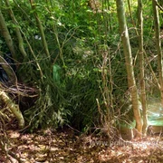 Țigări de contrabandă gasite ascunse în pădure Foto   Poliția de Frontieră 2 jpg