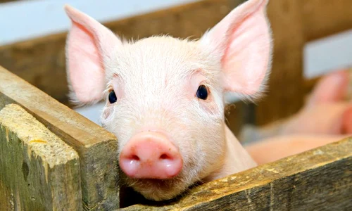 purcel porc pesta porcina focare boala maladie jpeg