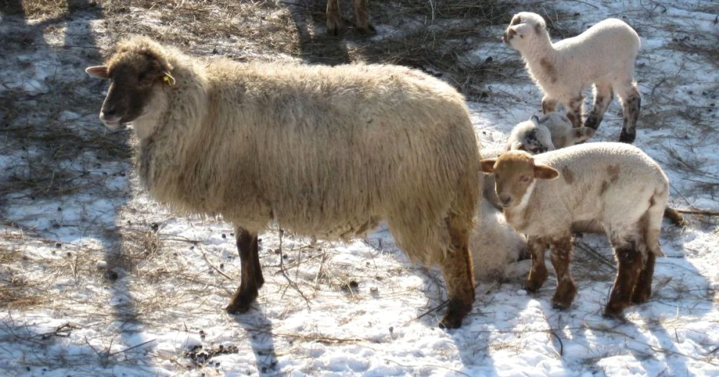 Se anunţă o criză a mieilor