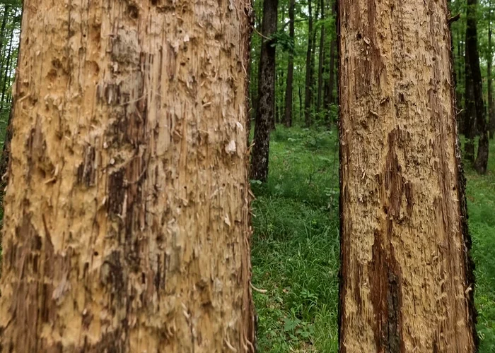 Seceta severă usucă gorunii din păduri. FOTO Ocolul Silvic Sturzeni