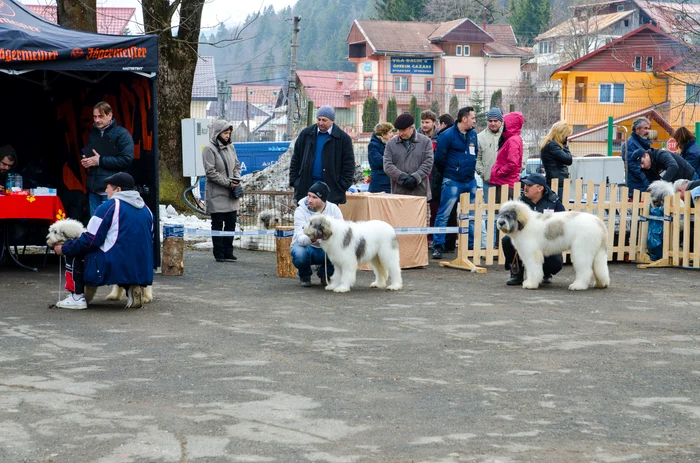 Competiția ciobăneștilor a avut loc azi, în Predeal