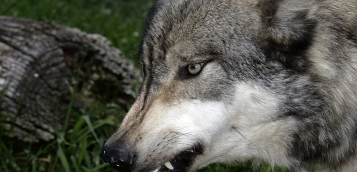 Lupii ataca oile oamenilor in mai multe zone din Maramures FOTO:newsdiscovery.com