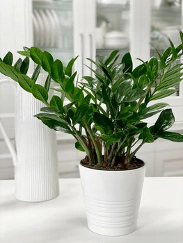 4 zz plant jpg jpeg