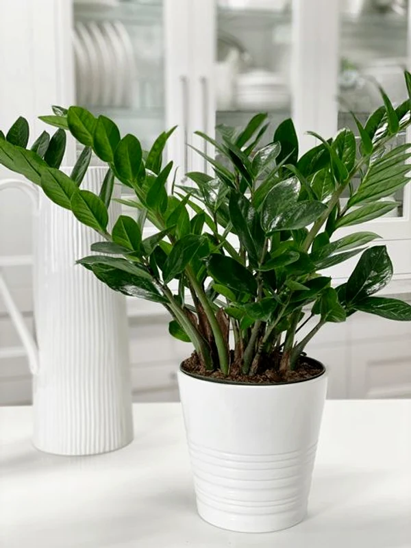 4 zz plant jpg jpeg
