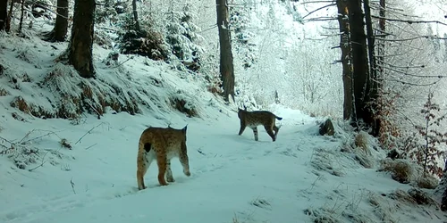 Râși în Munții Făgăraș Foto Captură video Conservation Carpathia jpg