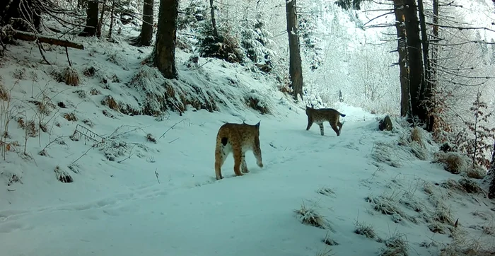 Râși în Munții Făgăraș Foto: Captură video/Conservation Carpathia