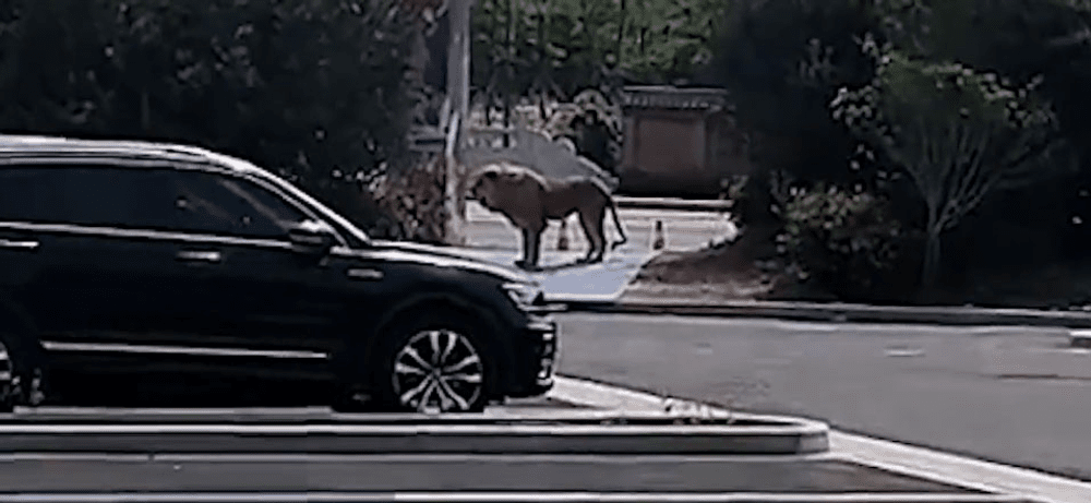 Doi lei au evadat din cușcă în timpul unui spectacol de circ. Momente de groază pentru cei prezenți VIDEO