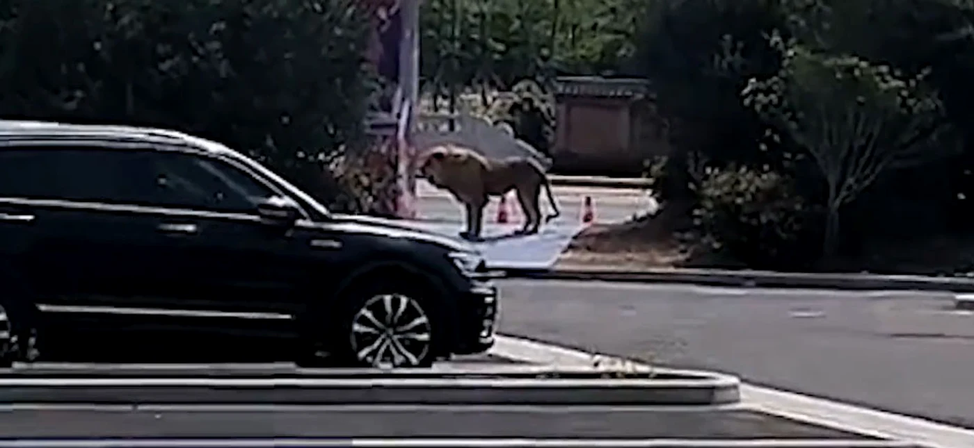 Unul dintre lei a ieșit în stradă FOTO: captură video