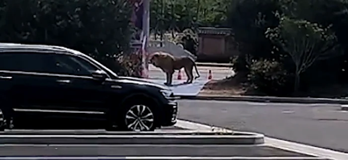 Unul dintre lei a ieșit în stradă FOTO: captură video