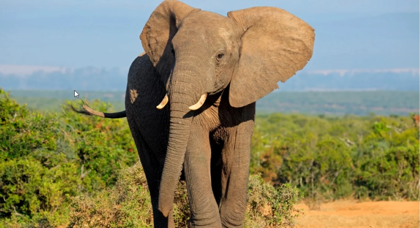 Un elefant a parcurs 12.000 de kilometri în 2 ani. FOTO: Space Daily