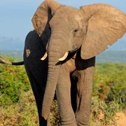 elefant foto Space Daily jpg
