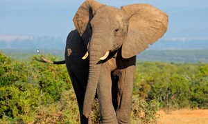 elefant foto Space Daily jpg