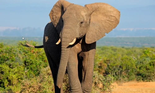 elefant foto Space Daily jpg