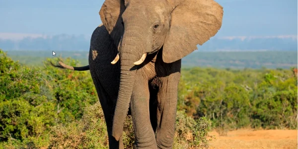 elefant foto Space Daily jpg