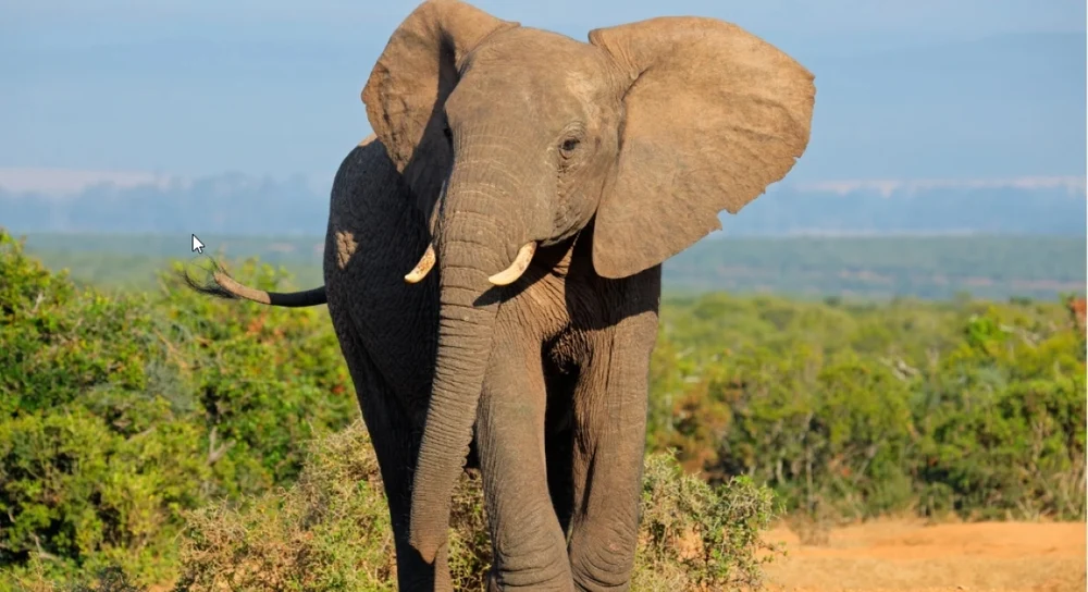 Un elefant a traversat patru ţări în doi ani. Povestea lui Z16 și drumurile „invizibile” din Africa pe care încă le urmează animalele