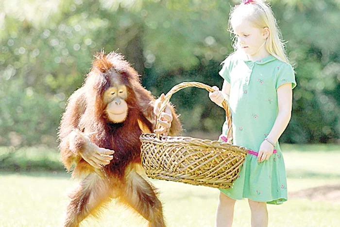 La patru ani... (Fotografii: Guliver / Rexfeatures)