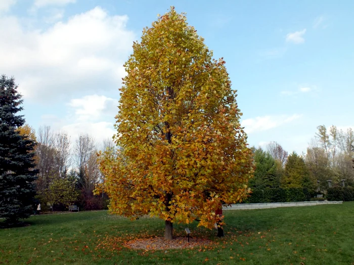 arbori ornamentali cu crestere rapida