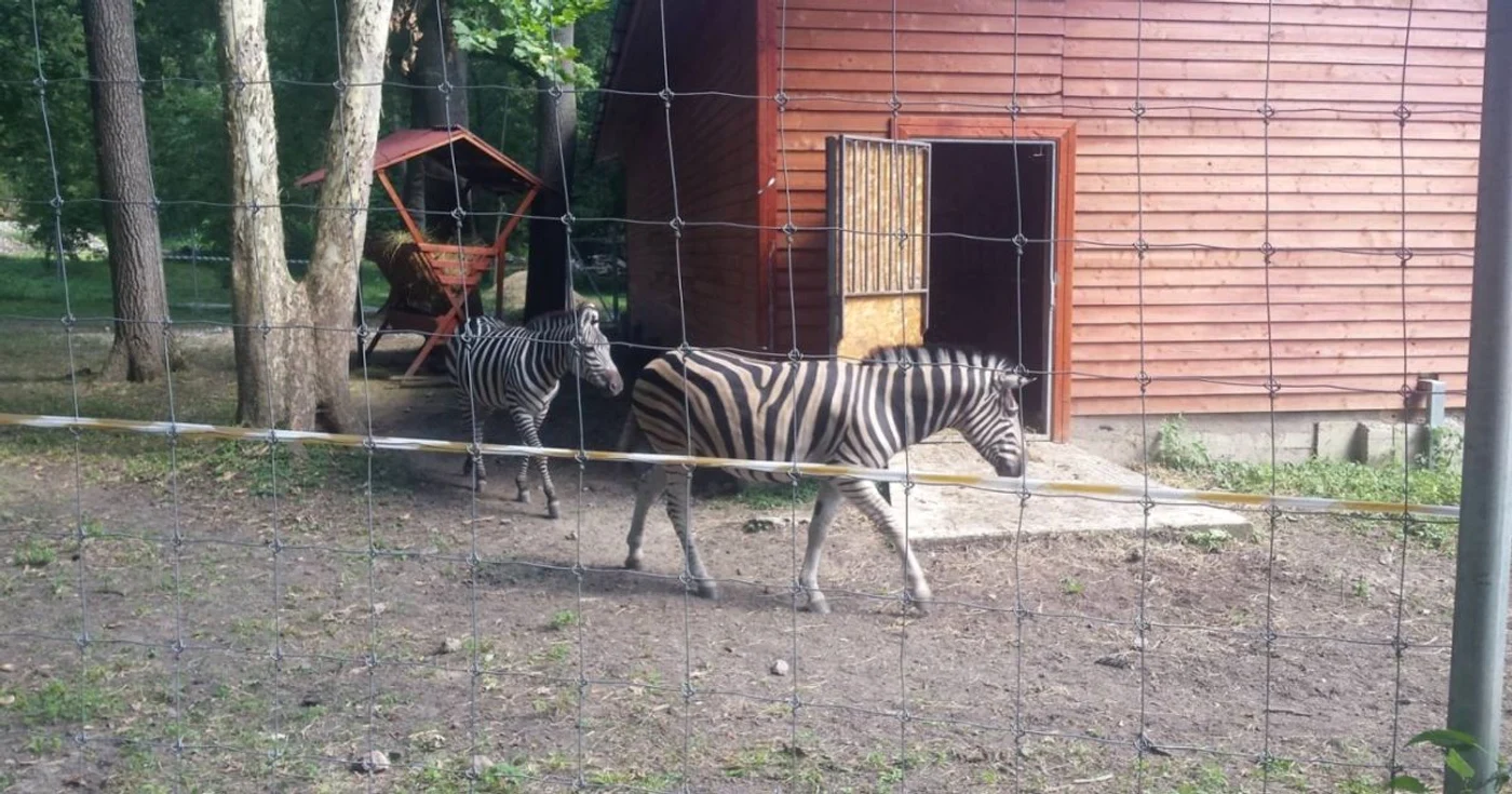 Zebrele au fost aduse la grădina zoologică de cei de la Continental