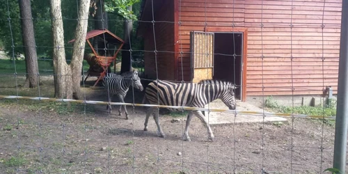 Zebrele de la Timişoara FOTO Ştefan Both