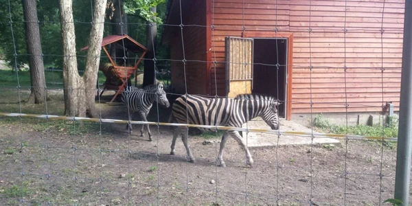 Zebrele de la Timişoara FOTO Ştefan Both