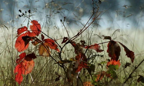 frunze ruginite jpeg