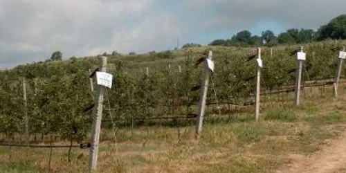 statiune pomicola
