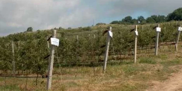 statiune pomicola 