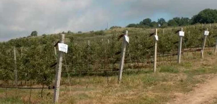 Fostul ghetou s-a transformat între timp în Staţiunea de Cercetare Pomicolă FOTO: mesagerul.ro