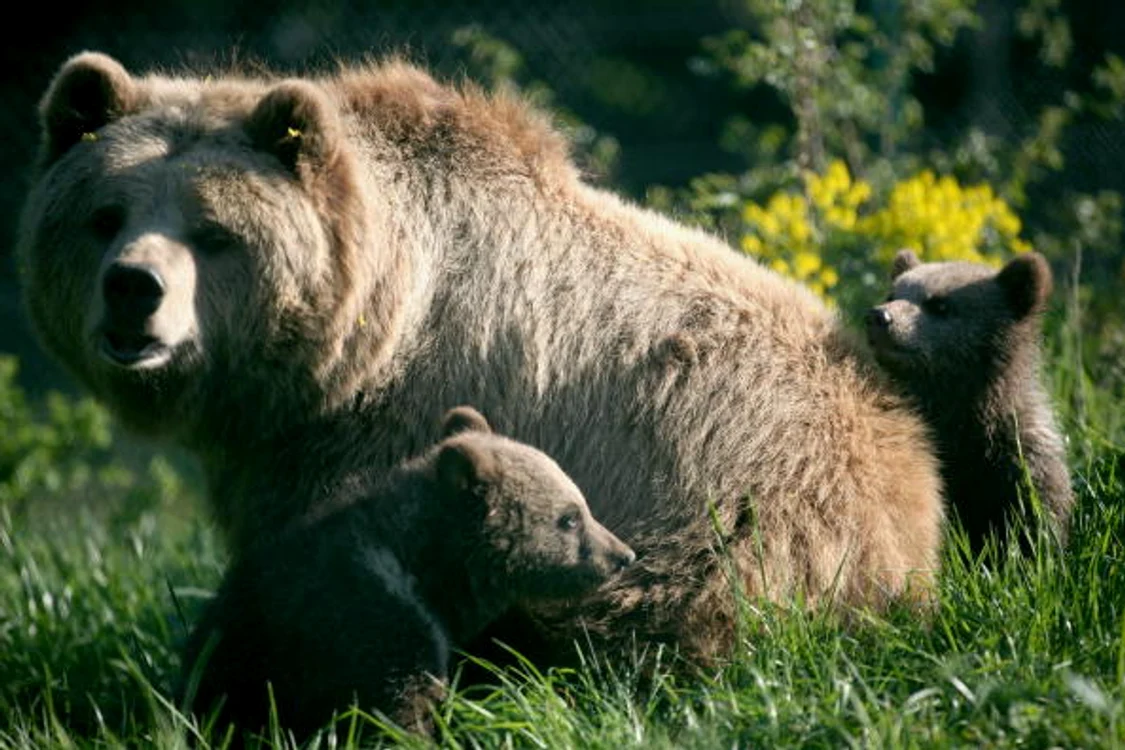 
    Bărbatul a fost ucis de o ursoaică cu pui Foto: Getty  