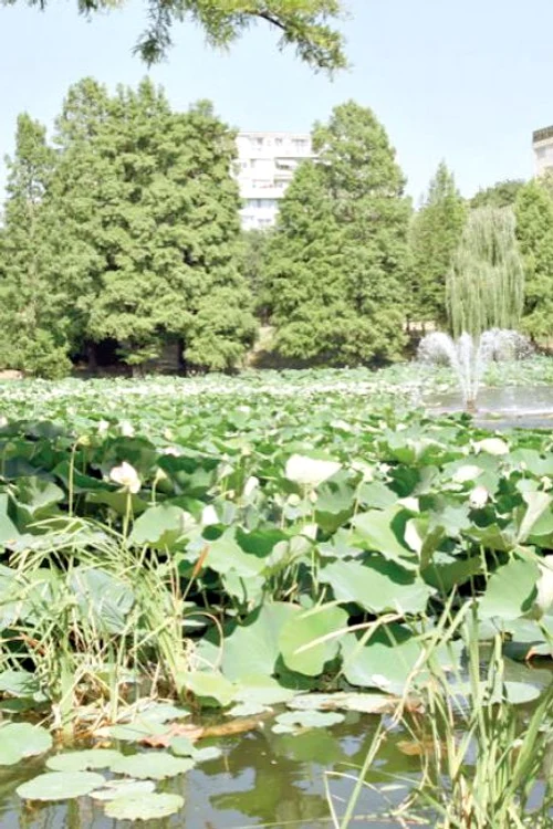 O decorațiune pe cât de estetică, pe atât de aromată