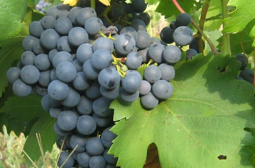 Băbeasca neagră FOTO: Wikipedia